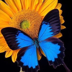 Meet your Posher, Elo